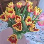 Anna Töpferová Profile Picture