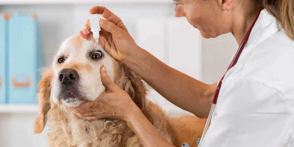 Explorando el Crecimiento del Mercado de Medicina Veterinaria: Tendencias y Oportunidades