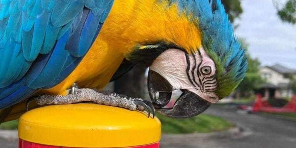 The 10 Scariest Things About Paisley Hyacinth Macaw For Sale