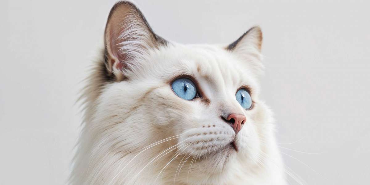 Ragdoll Cat Breed Profile, Characteristics & Care