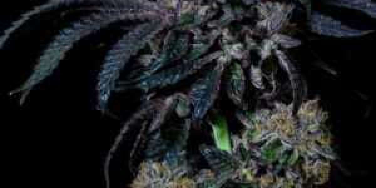 Premium Cannabis Genetics Delivered to Your Door