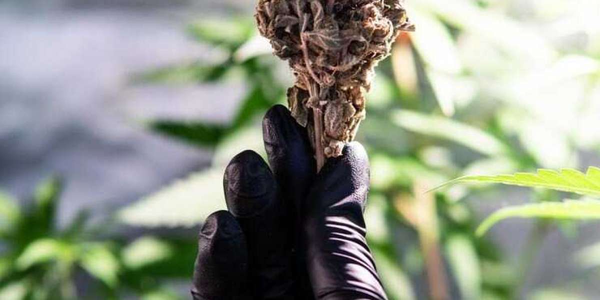 Buy Cannabis Online Dispensary in Albany – Your Ultimate Guide to DarkHorse NY