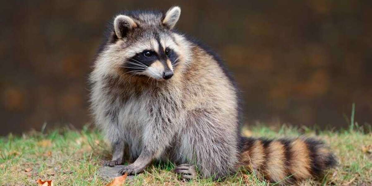 Raccoons Raiding Your Trash? 3 Raccoon Removal Tips