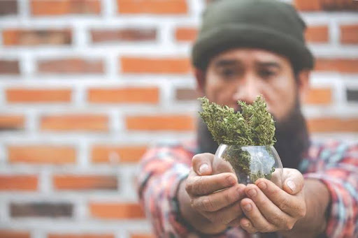 Licensed Local Cannabis Company in Albany to Buy Legal Canna