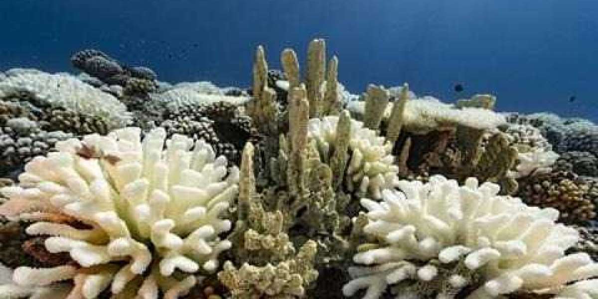 Oxybenzone Production Cost Report 2025: Plant Setup Economics and Financial Outlook