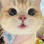 Minnie Do Profile Picture