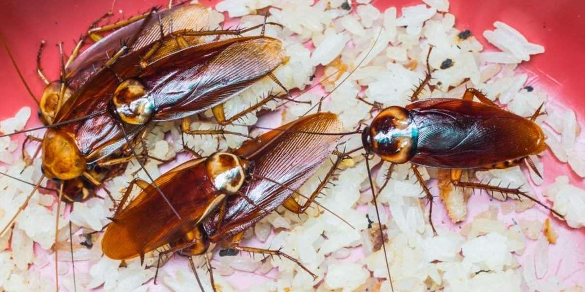 Winning the War Against Pests: Choosing the Best Cockroach Control Company Cambridge