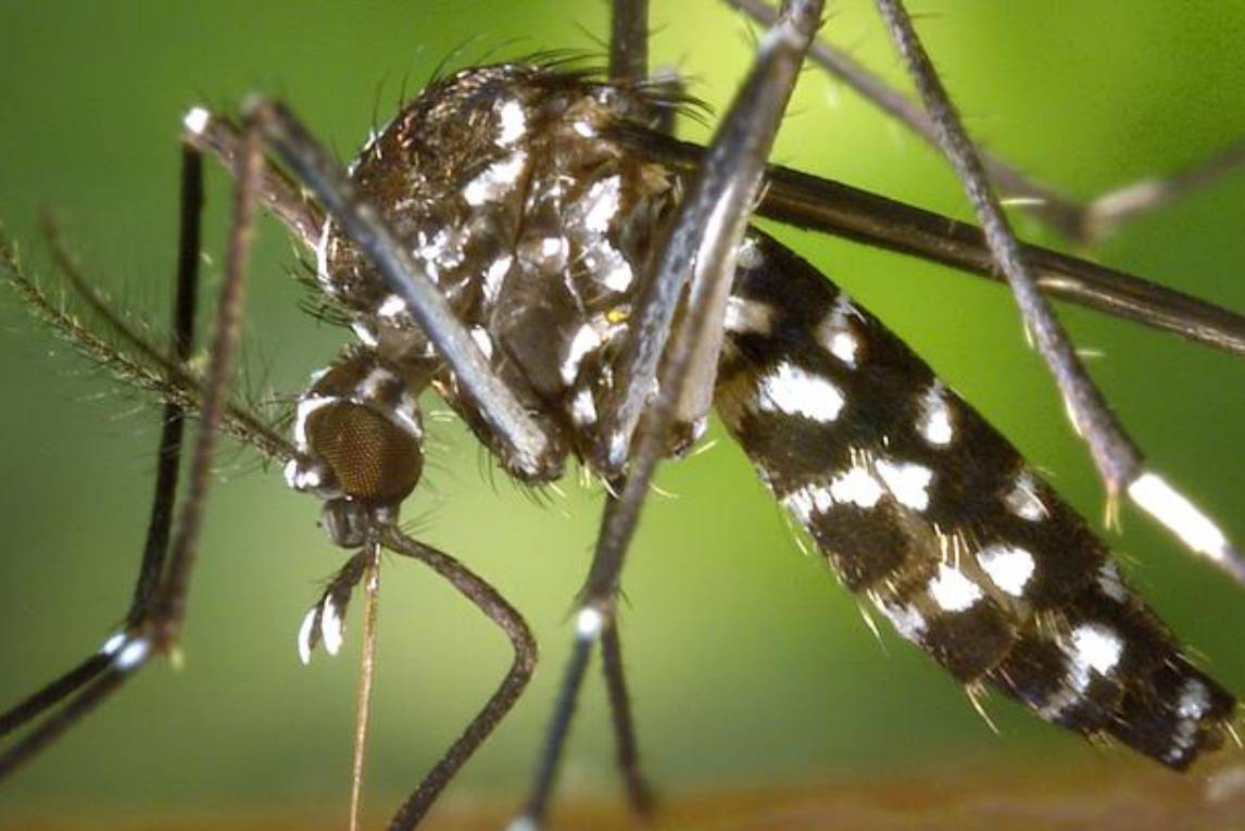 The Role of Climate Change in Philadelphia’s Expanding Mosquito Season