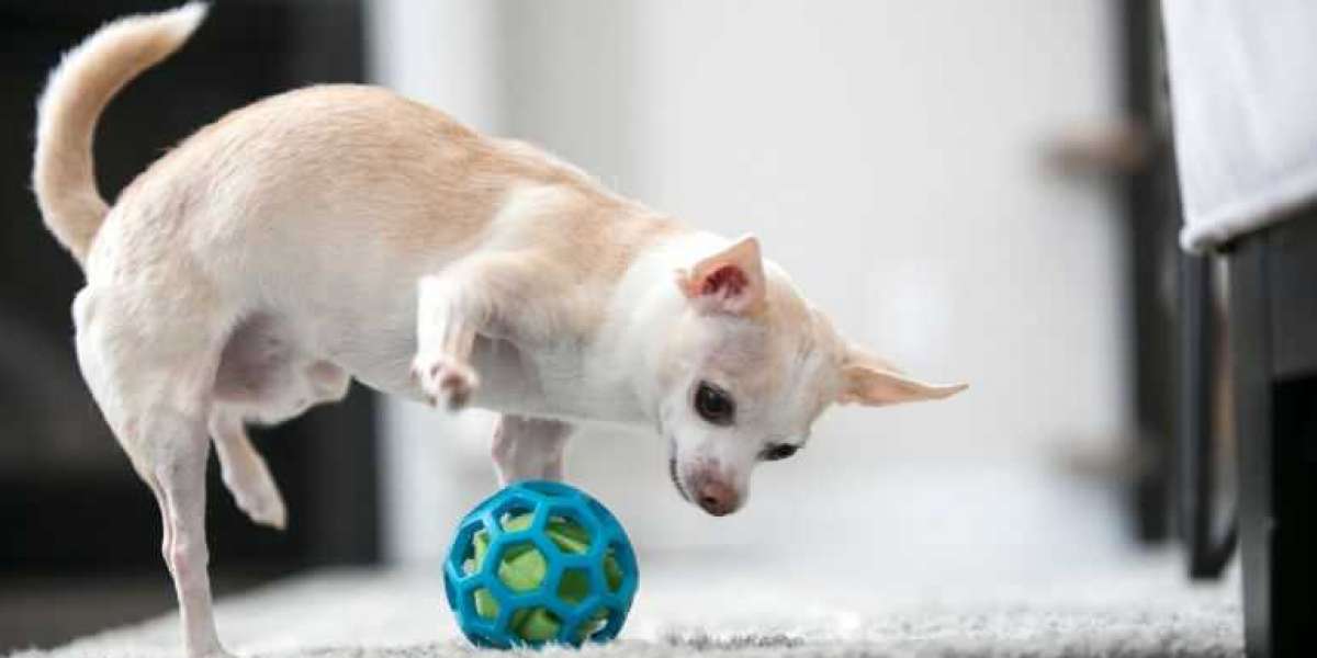 Creative Ideas for Making Affordable DIY Dog Toys at Home