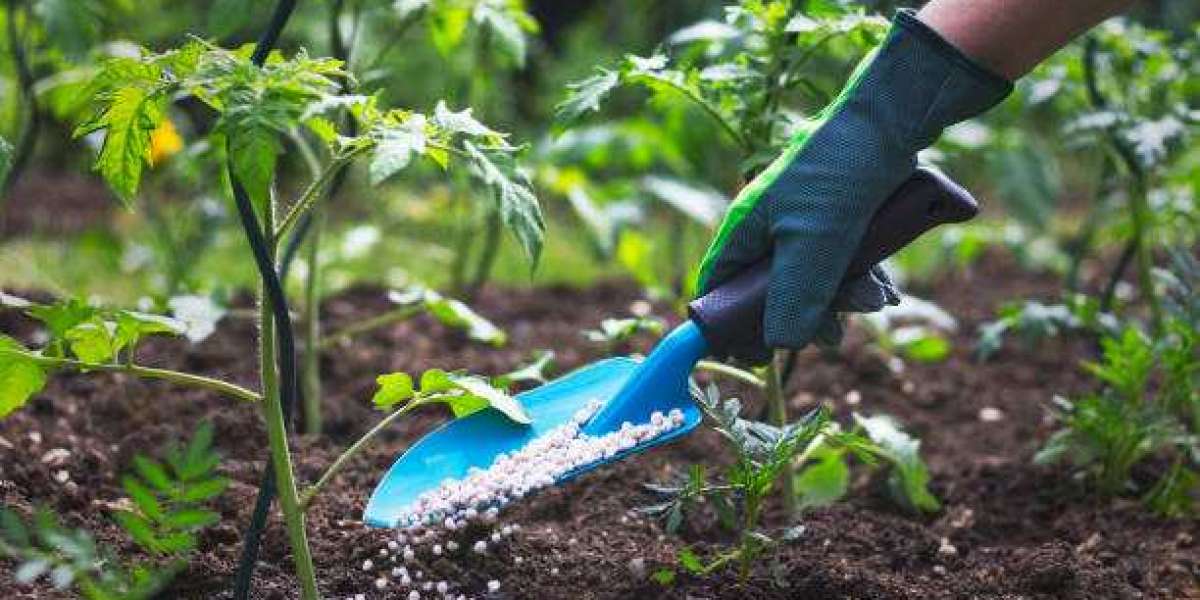 Future Outlook: Opportunities and Challenges in the Organic Fertilizers Market