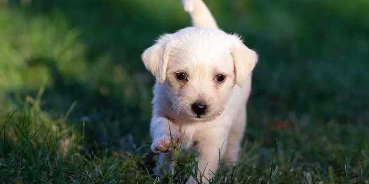 Dog Training Australia | Tailored Programs by Master of Puppies