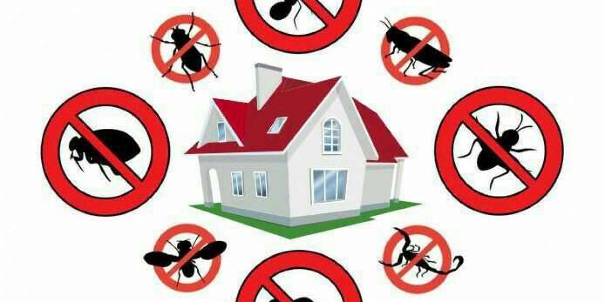 Comprehensive Cockroach Treatment in Oldsmar