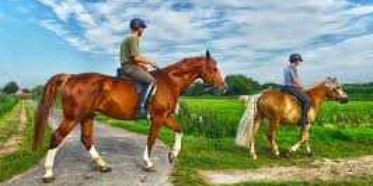 Horse riding tips for beginners